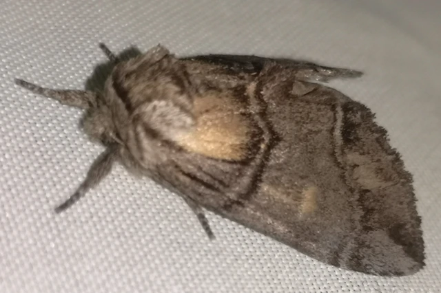 Drymonia velitaris - hegyi púposszövő