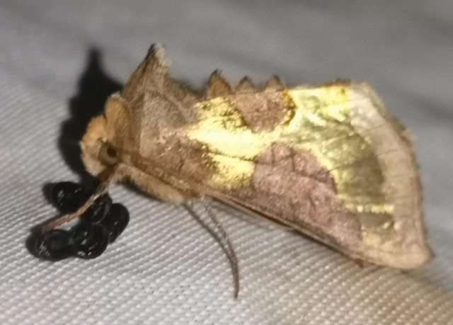 Diachrysia stenochrysis - rejtőző aranybagoly
