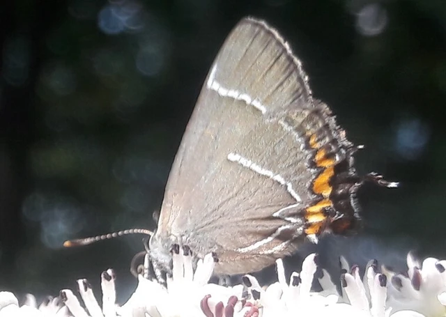 Satyrium w-album - szilfa-csücsköslepke