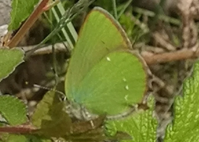 Callophrys rubi - zöldfonákú lepke