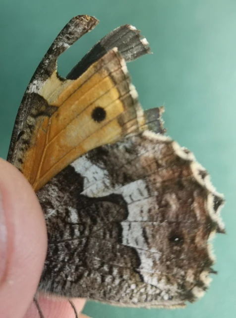 Hipparchia semele - barna szemeslepke
