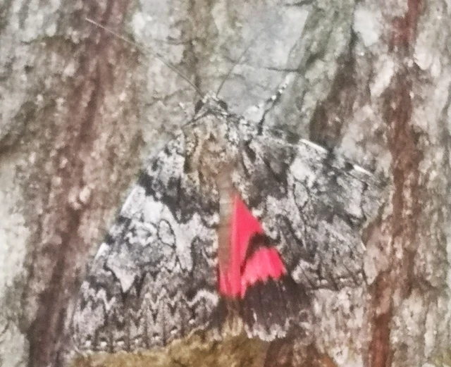Catocala promissa - kis tölgyfa-övesbagoly