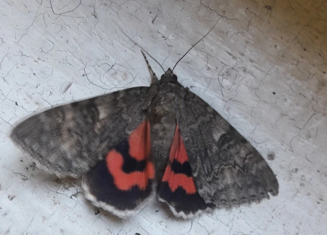 Catocala nupta - piros övesbagoly