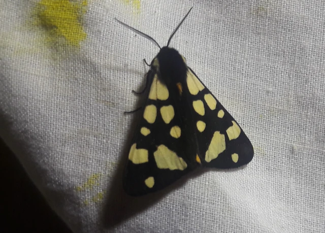 Arctia villica - fekete medvelepke