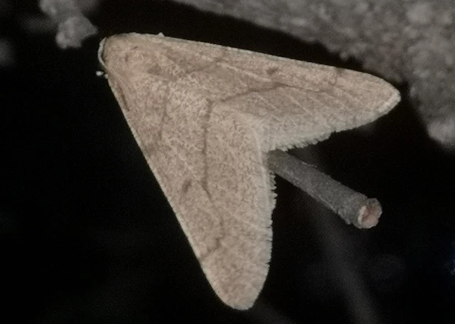 Erannis ankeraria - Anker-araszoló
