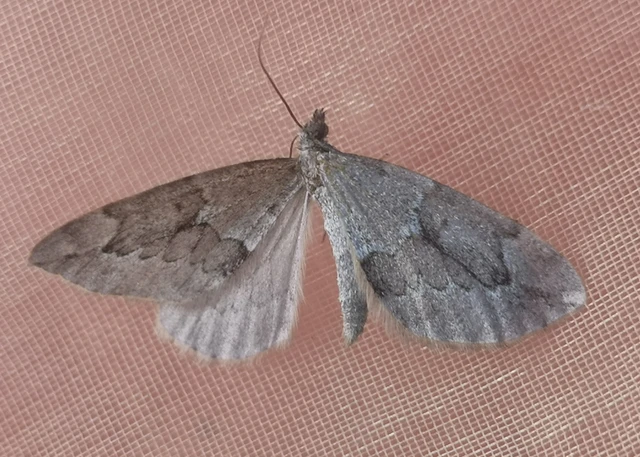 Thera juniperata - boróka-araszoló