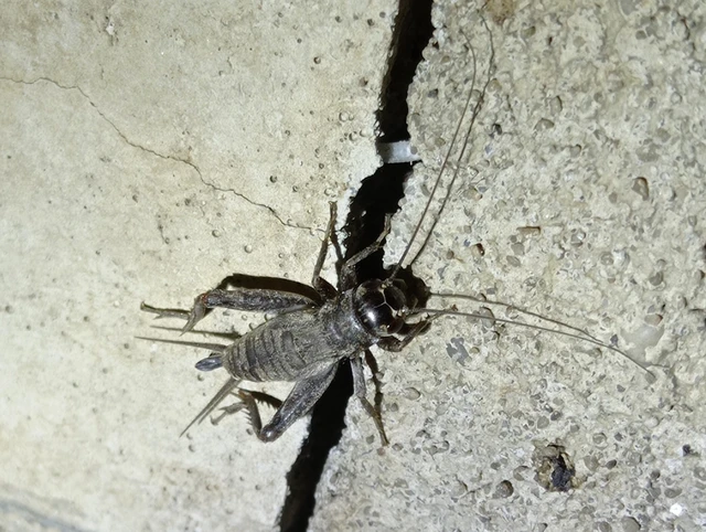 Eumodicogryllus bordigalensis - bordói tücsök
