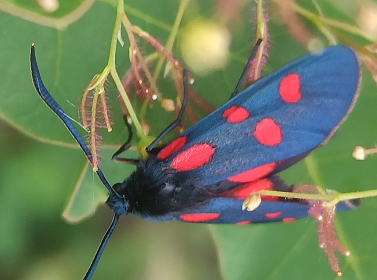 Zygaena angelicae - vérpettyes csüngőlepke