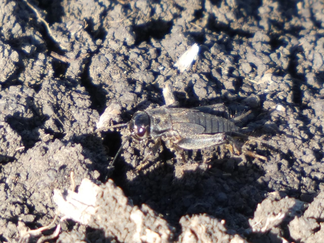 Eumodicogryllus bordigalensis - bordói tücsök