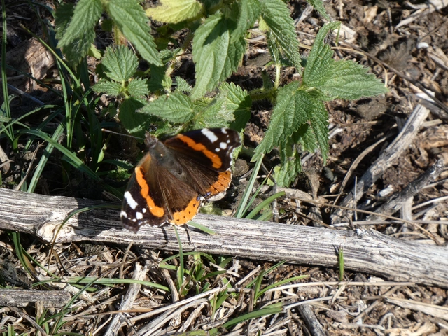 Vanessa atalanta - atalantalepke