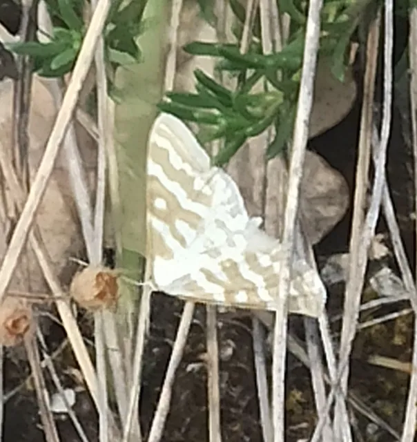 Idaea sericeata - selymes sávosaraszoló