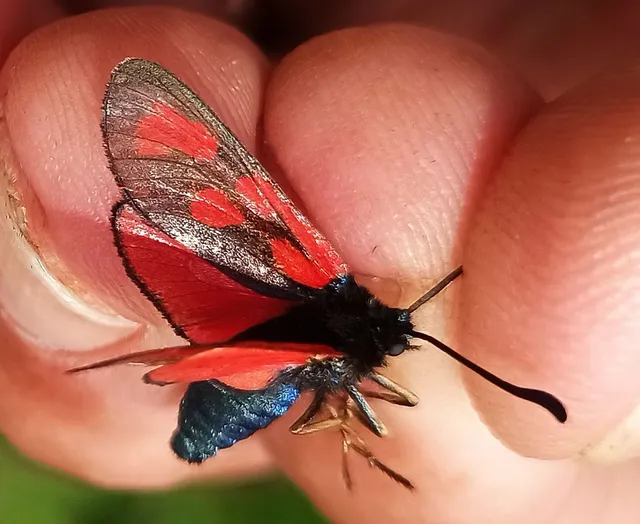Zygaena loti - közönséges csüngőlepke