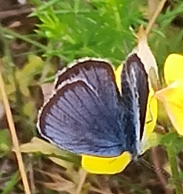 Plebejus argyrognomon - tintakék boglárka
