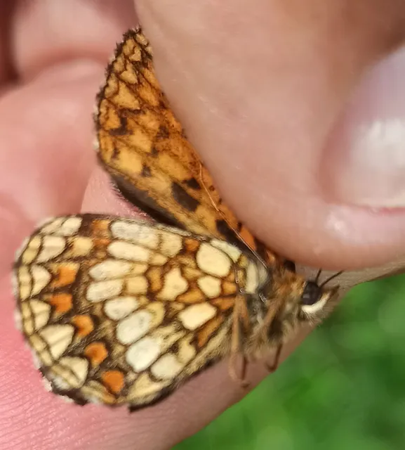 Melitaea athalia/aurelia/britomartis