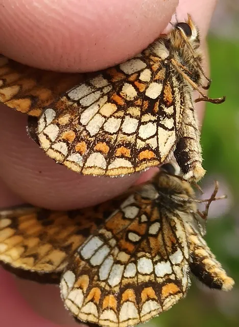 Melitaea athalia/aurelia/britomartis