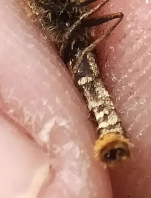 Melitaea athalia/aurelia/britomartis