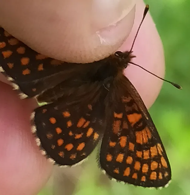 Melitaea athalia/aurelia/britomartis