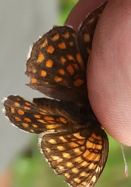Melitaea athalia/aurelia/britomartis