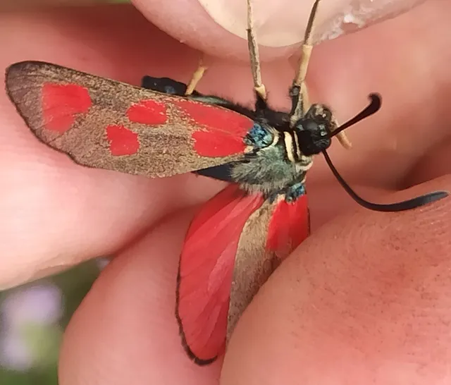 Zygaena loti - közönséges csüngőlepke