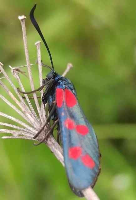 Zygaena filipendulae - acélszínű csüngőlepke