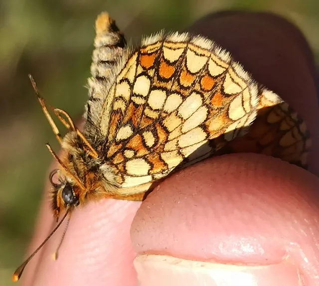 Melitaea athalia/aurelia/britomartis