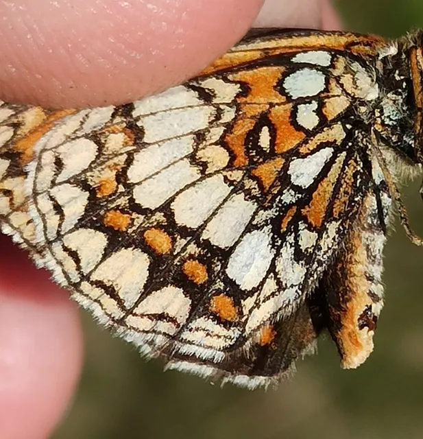 Melitaea athalia/aurelia/britomartis