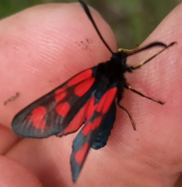 Zygaena loti - közönséges csüngőlepke