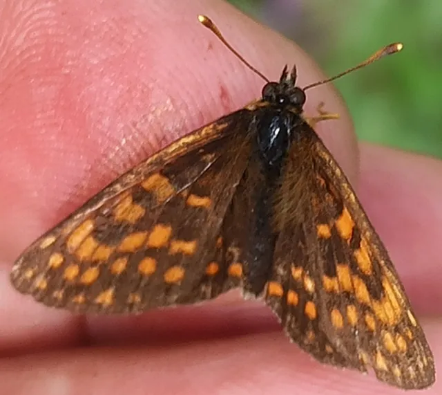 Melitaea athalia/aurelia/britomartis