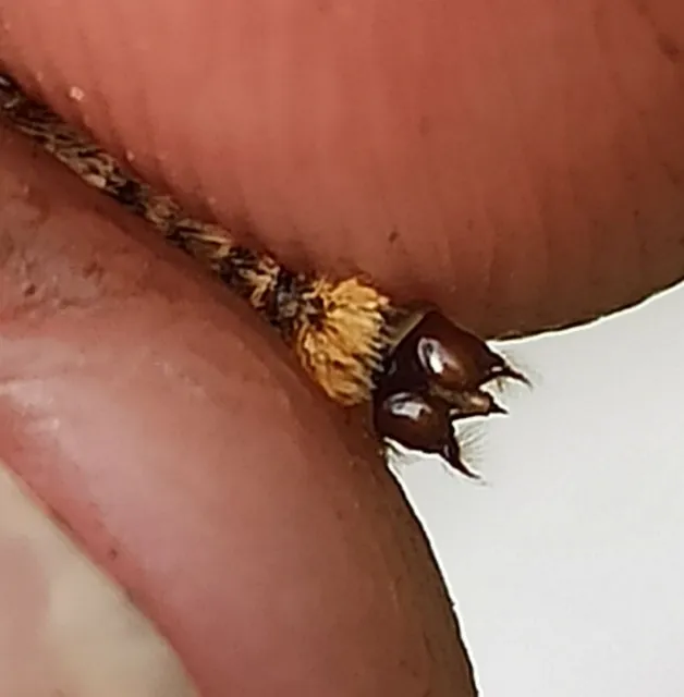 Melitaea athalia/aurelia/britomartis