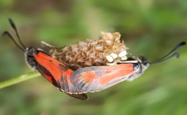 Zygaena punctum - pettyes csüngőlepke