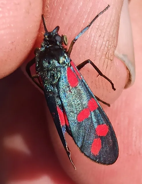 Zygaena filipendulae - acélszínű csüngőlepke