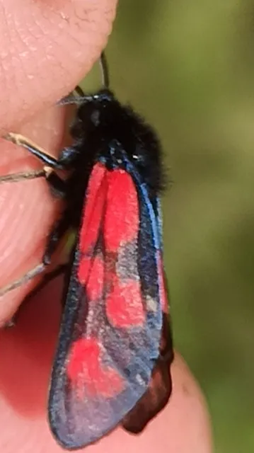 Zygaena loti - közönséges csüngőlepke