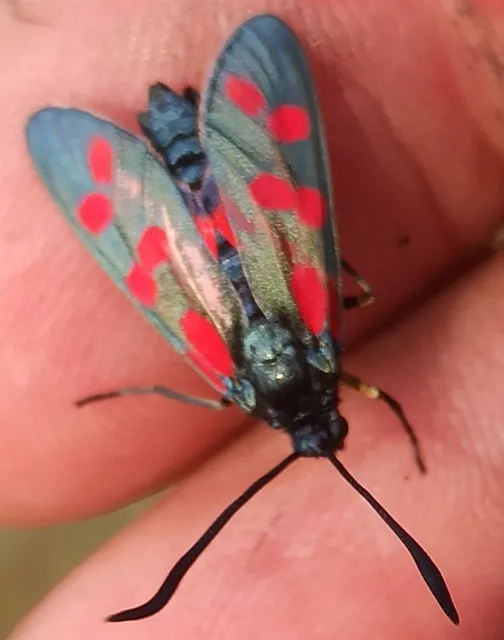 Zygaena filipendulae - acélszínű csüngőlepke