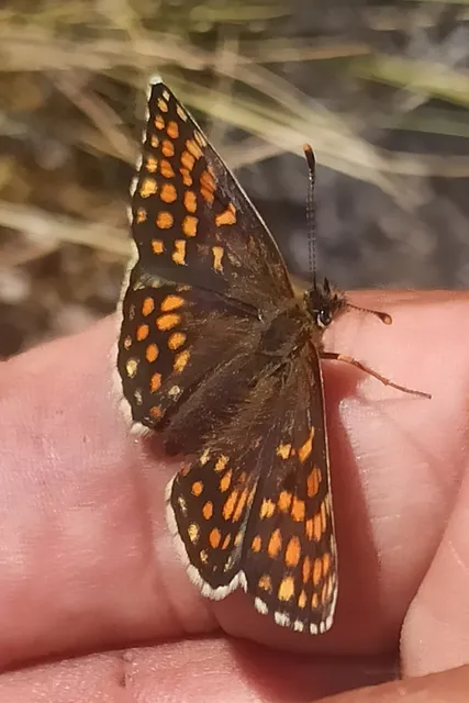Melitaea athalia/aurelia/britomartis