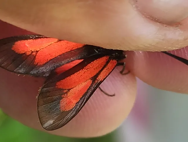 Zygaena brizae - magyar csüngőlepke