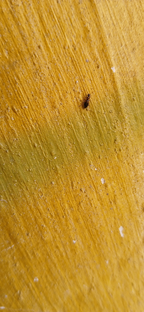 Anthicidae - fürgebogárfélék