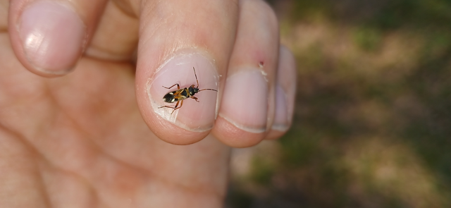 Raglius alboacuminatus - tarka díszesbodobács