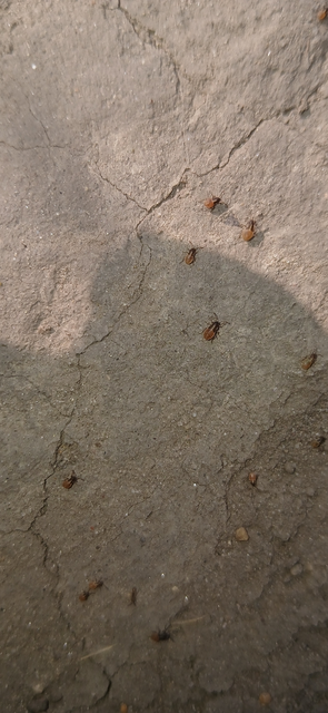 Nysius cymoides - déli fényesbodobács