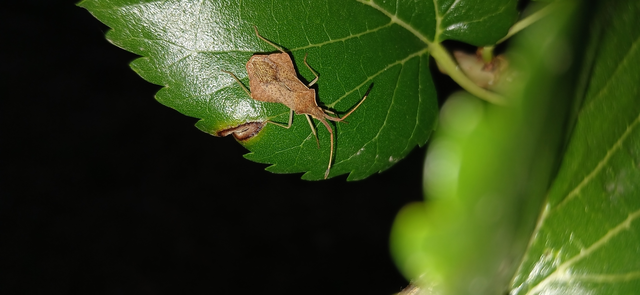 Syromastus rhombeus - vitorlás karimáspoloska
