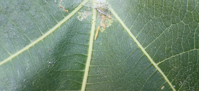Choreutis nemorana - füge-levélmoly