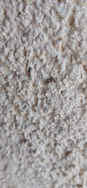 Leptopus marmoratus - kövipoloska