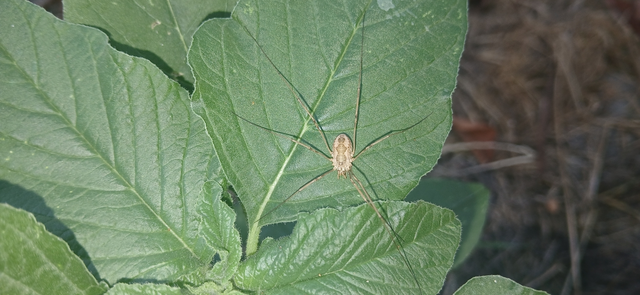 Mitopus morio