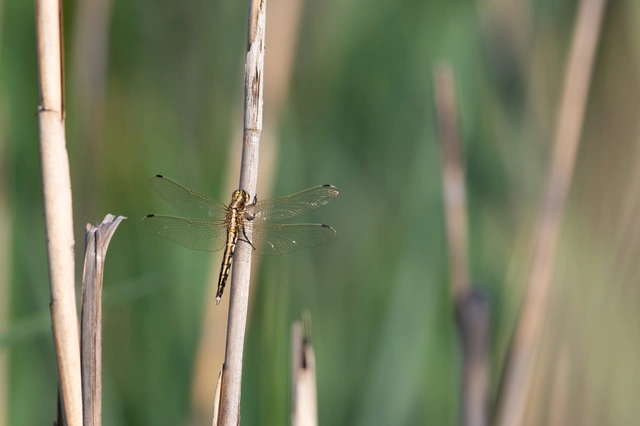 Orthetrum albistylum - fehérfarkú pásztorszitakötő