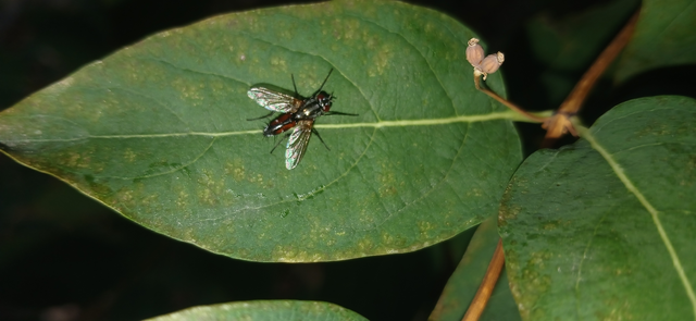 Mintho rufiventris
