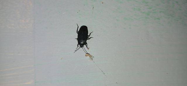 Aellopus atratus - cigánybodobács