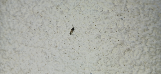 Oxycarenidae - orrosbodobácsok