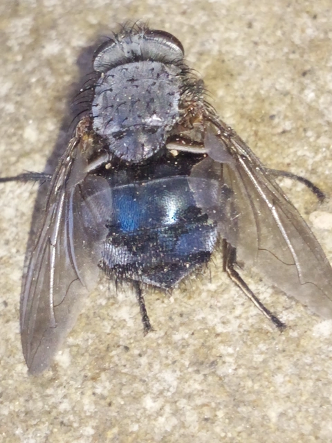 Calliphora
