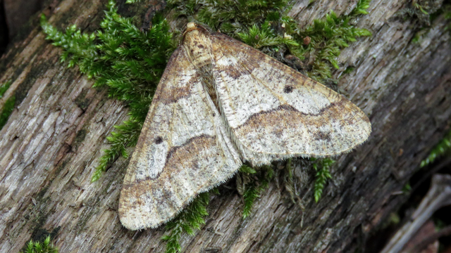 Erannis defoliaria - nagy téliaraszoló