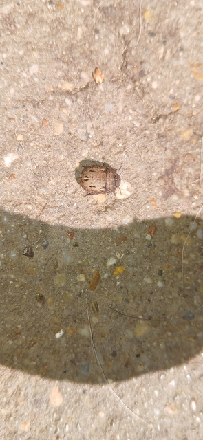Odontoscelis Odontoscelis