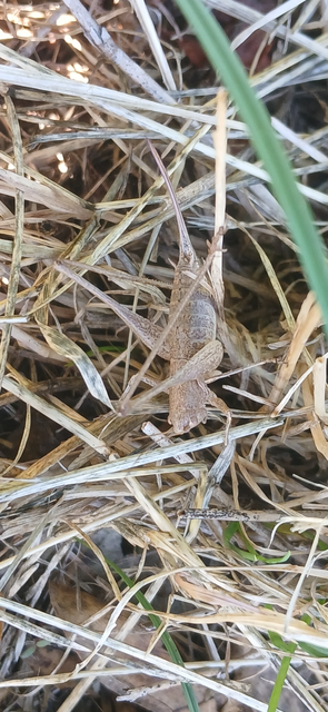 Rhacocleis germanica - német szöcske